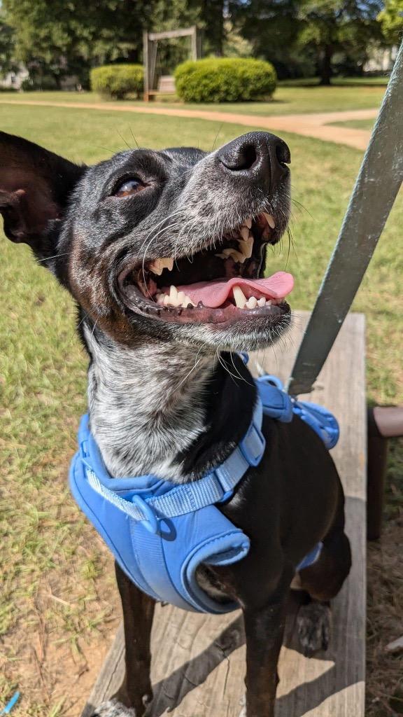 Frito, Adoptable, Adult Male Chihuahua.