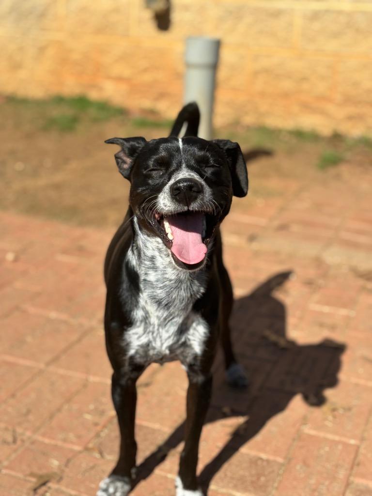 Frito, Adoptable, Adult Male Chihuahua.