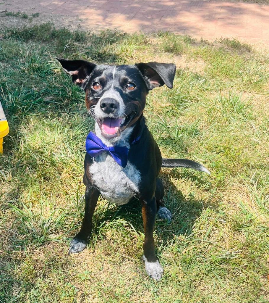 Enlarge Frito, a Adoptable mixed breed in Fort Mill, SC image 1/4