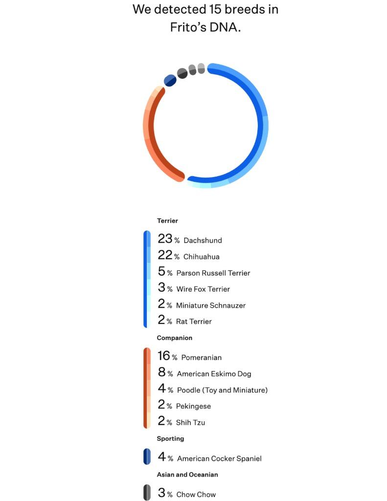 Enlarge Frito, a Adoptable mixed breed in Fort Mill, SC image 3/4