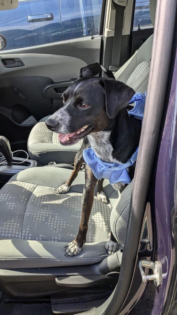 Enlarge Frito, a Adoptable mixed breed in Fort Mill, SC image 4/4