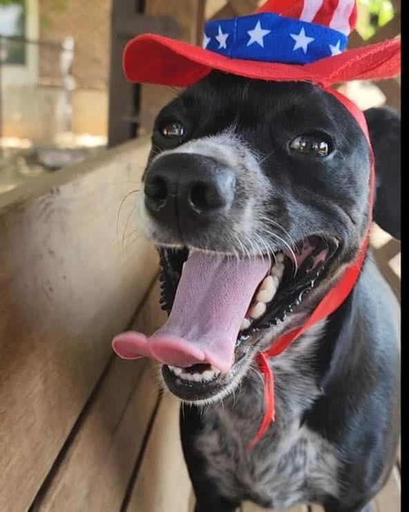 Enlarge Frito, a Adoptable mixed breed in Fort Mill, SC image 5/6