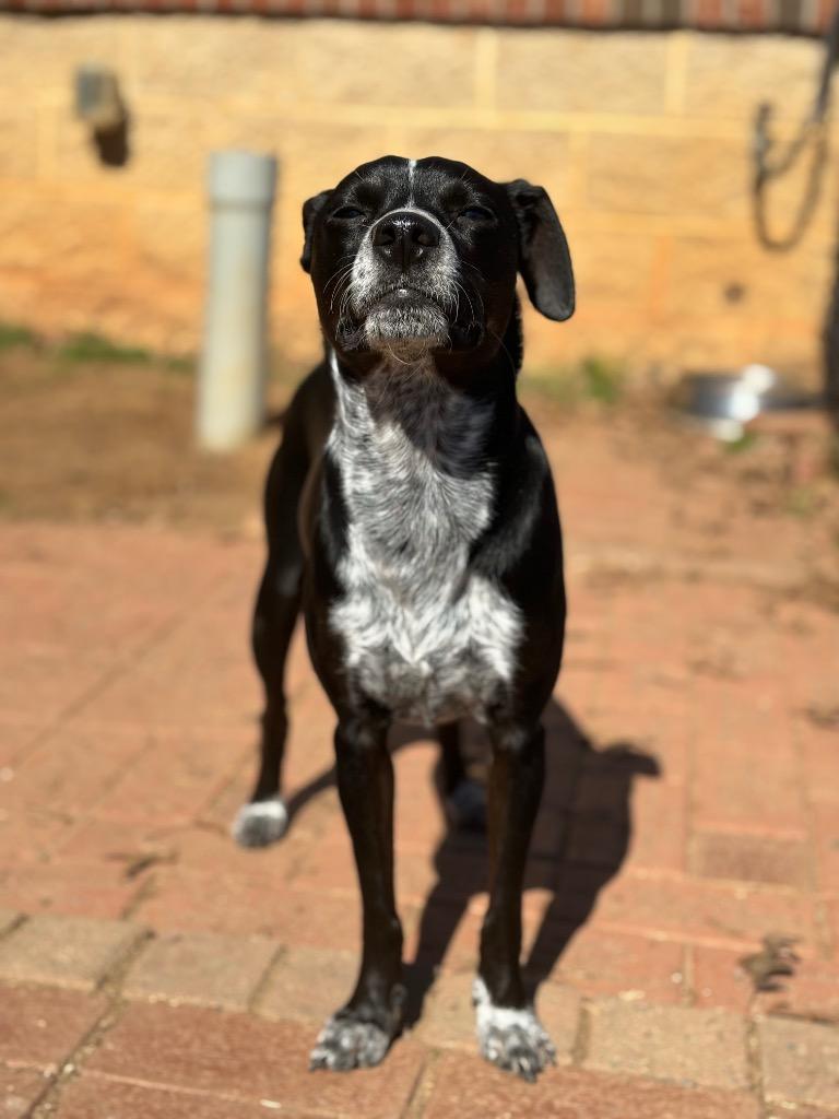 Enlarge Frito, a Adoptable mixed breed in Fort Mill, SC image 6/6