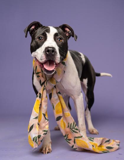 Enlarge Summer, a Adoptable mixed breed in Atlanta, GA image 1/3