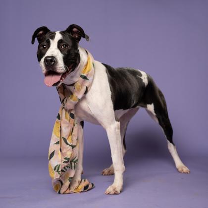 Enlarge Summer, a Adoptable mixed breed in Atlanta, GA image 2/3