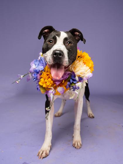 Enlarge Summer, a Adoptable mixed breed in Atlanta, GA image 3/3