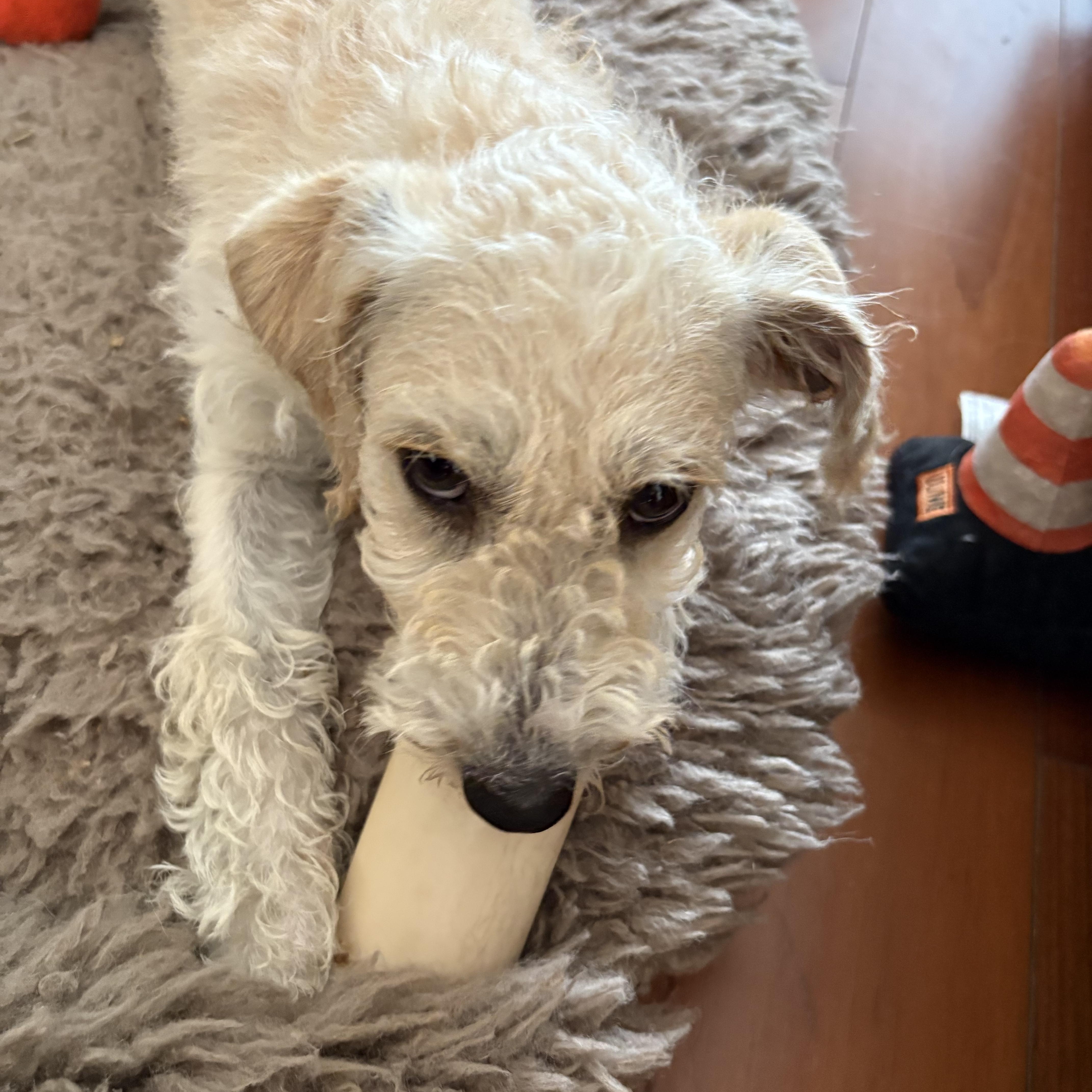 Homer, a ADOPTABLE Bedlington Terrier in Bradenton, FL image 3/3