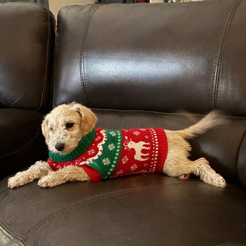 Homer, a ADOPTABLE Bedlington Terrier in Bradenton, FL image 2/3