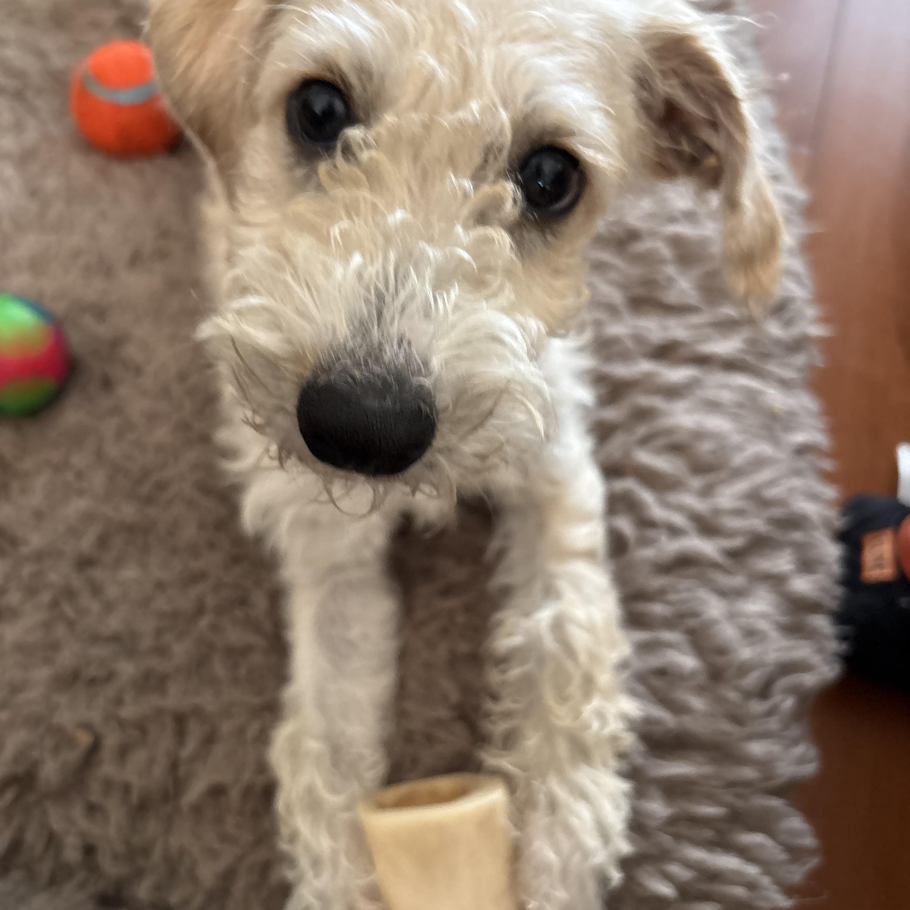 Homer, a ADOPTABLE Bedlington Terrier in Bradenton, FL image 1/3