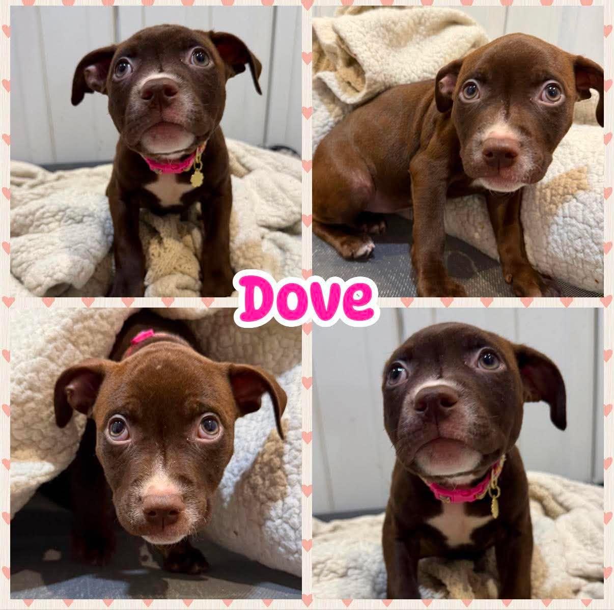Enlarge Dove, a Adopted mixed breed in Ringwood, NJ image 1/1