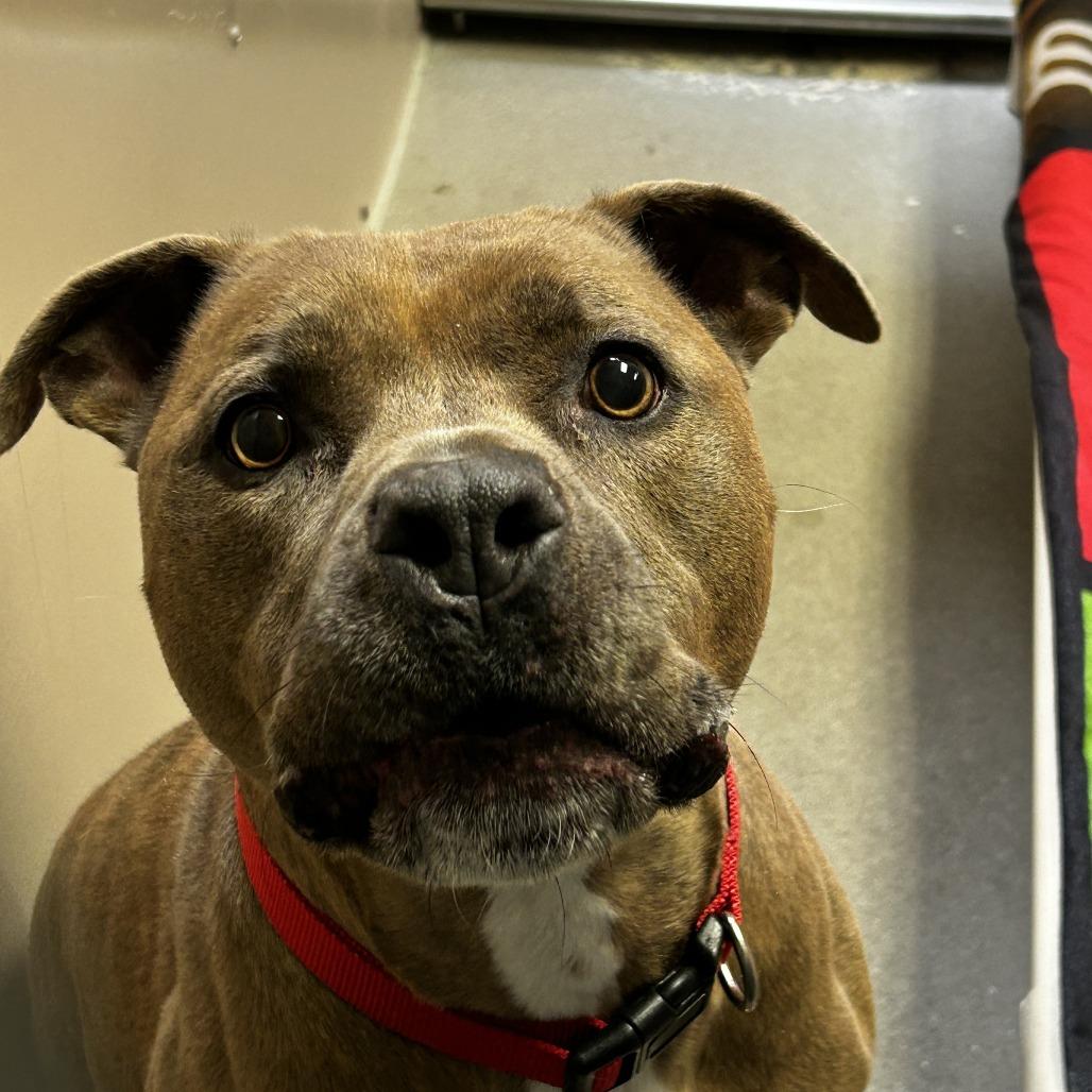 Lulu, Adoptable, Senior Female Pit Bull Terrier.