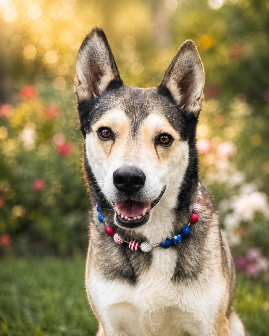 Romy, ADOPTABLE, Adult Female Husky.