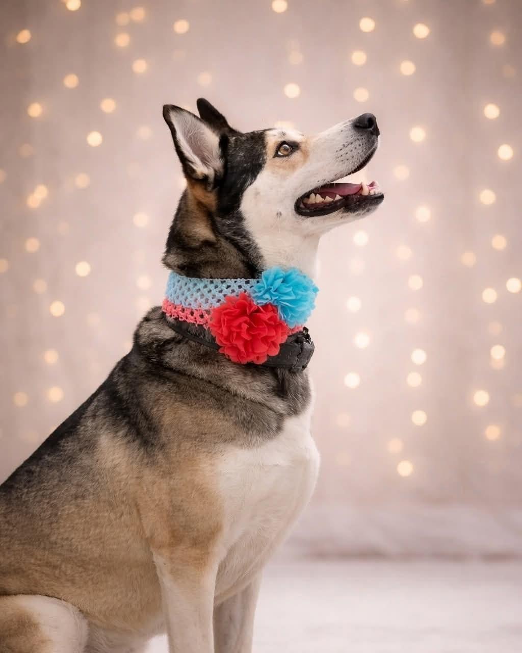 Romy, a ADOPTABLE mixed breed in Murrieta, CA image 4/6