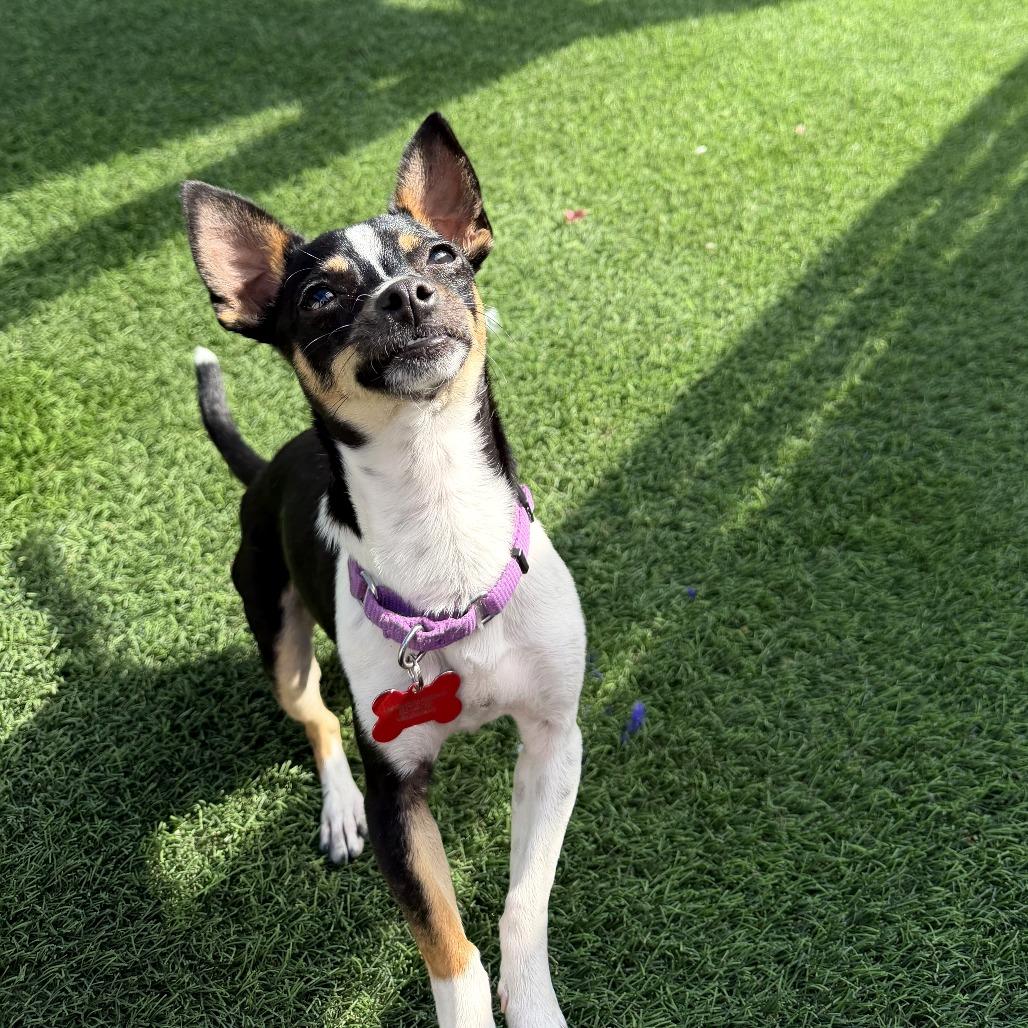 Mickey Mouse, Adoptable, Young Male Chihuahua & Mixed Breed.