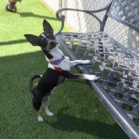 Enlarge Mickey Mouse, a Adoptable mixed breed in Tempe, AZ image 2/6