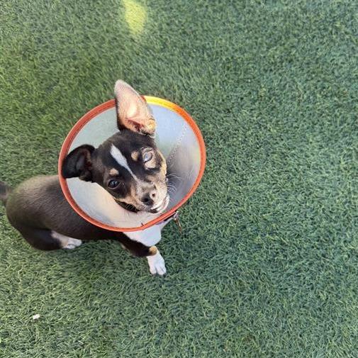 Enlarge Mickey Mouse, a Adoptable mixed breed in Tempe, AZ image 3/6