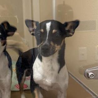 Enlarge Mickey Mouse, a Adoptable mixed breed in Tempe, AZ image 4/6