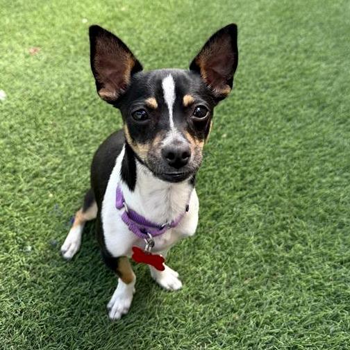 Enlarge Mickey Mouse, a Adoptable mixed breed in Tempe, AZ image 5/6
