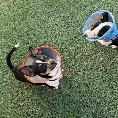 Enlarge Mickey Mouse, a Adoptable mixed breed in Tempe, AZ image 6/6