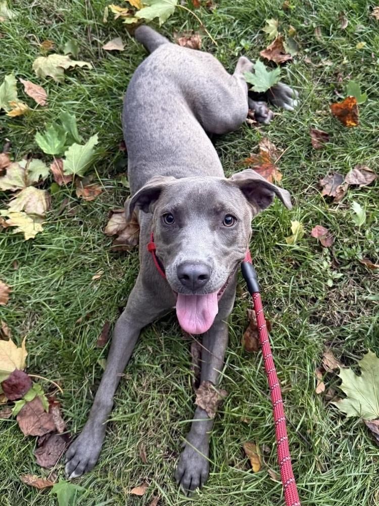 Enlarge Snazzy, a Adoptable mixed breed in Wenonah, NJ image 1/3