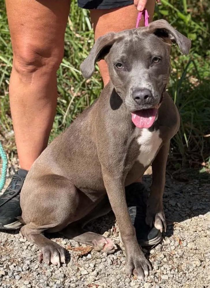 Enlarge Snazzy, a Adoptable mixed breed in Wenonah, NJ image 2/3