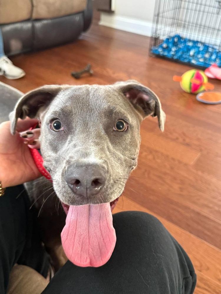 Enlarge Snazzy, a Adoptable mixed breed in Wenonah, NJ image 3/3