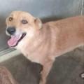 Layla, Adopted, Adult Female Mixed Breed.