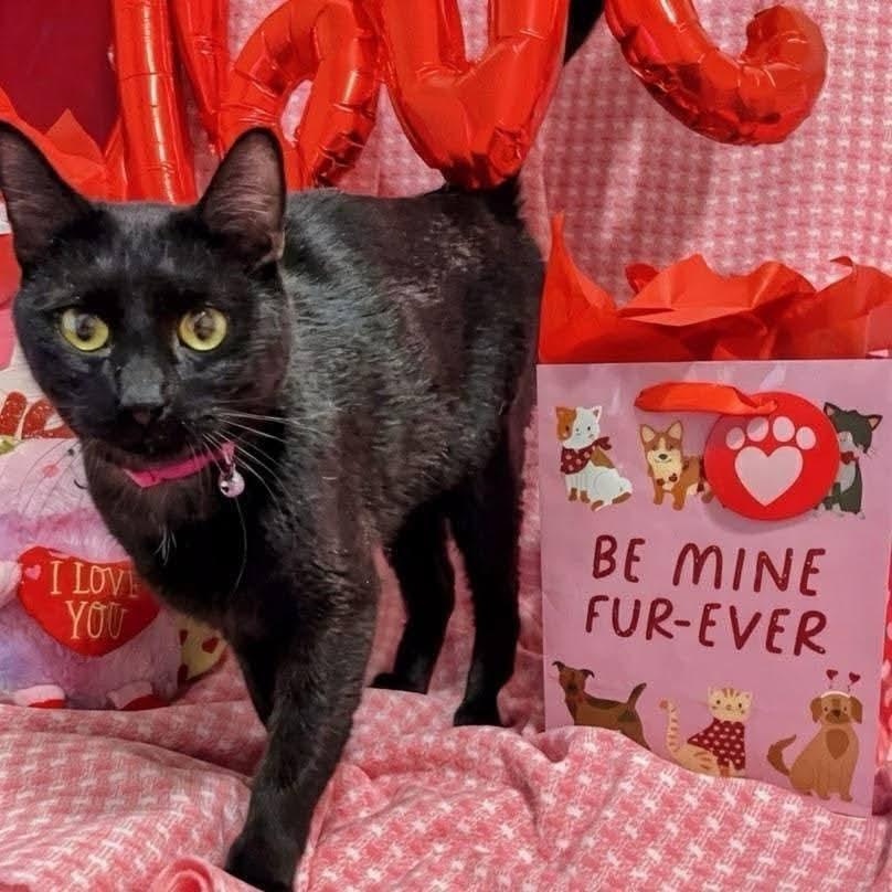 Enlarge Nyx, a ADOPTABLE Domestic Short Hair in Sawyer, ND image 4/5