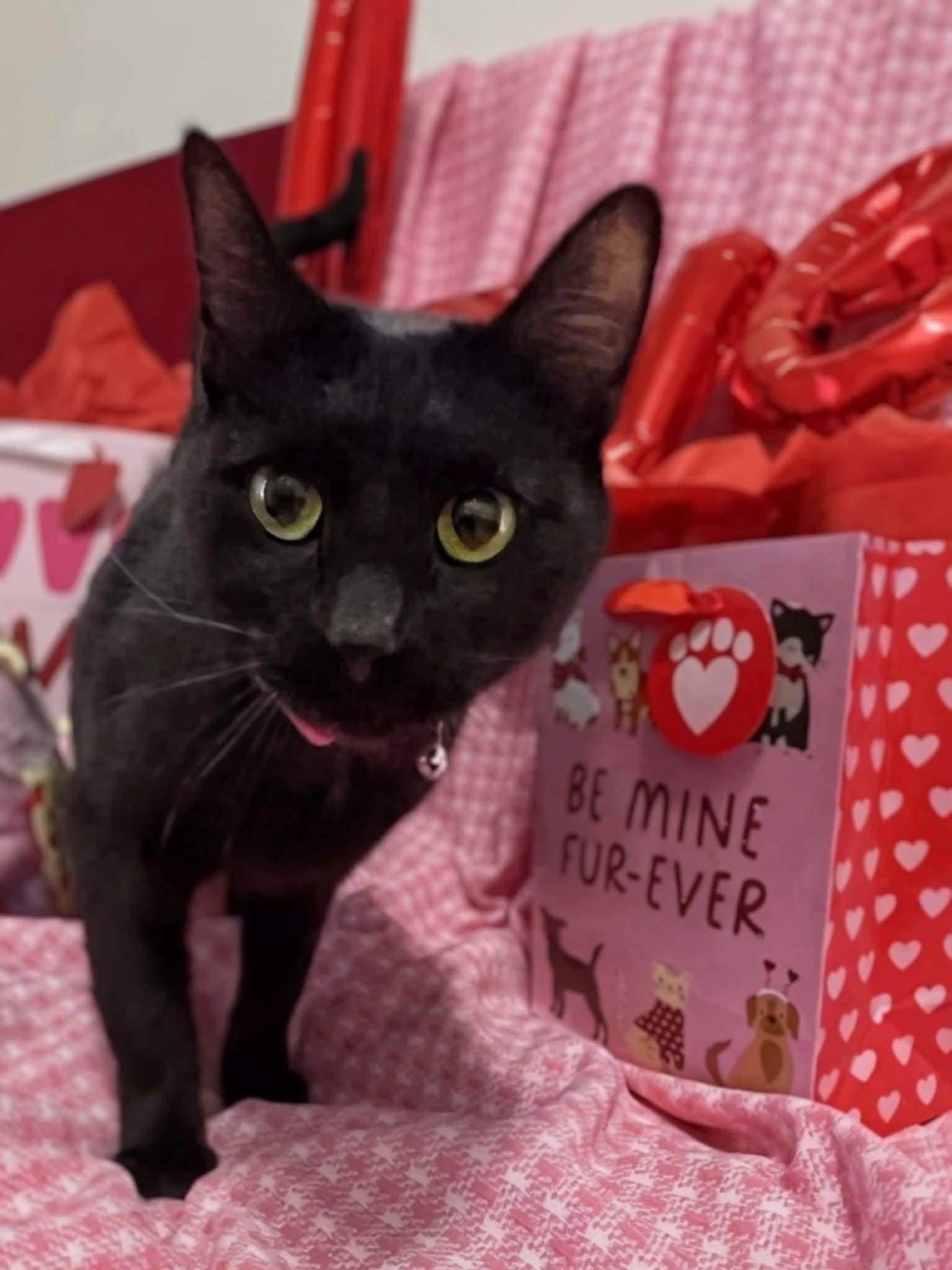 Enlarge Nyx, a ADOPTABLE Domestic Short Hair in Sawyer, ND image 2/5