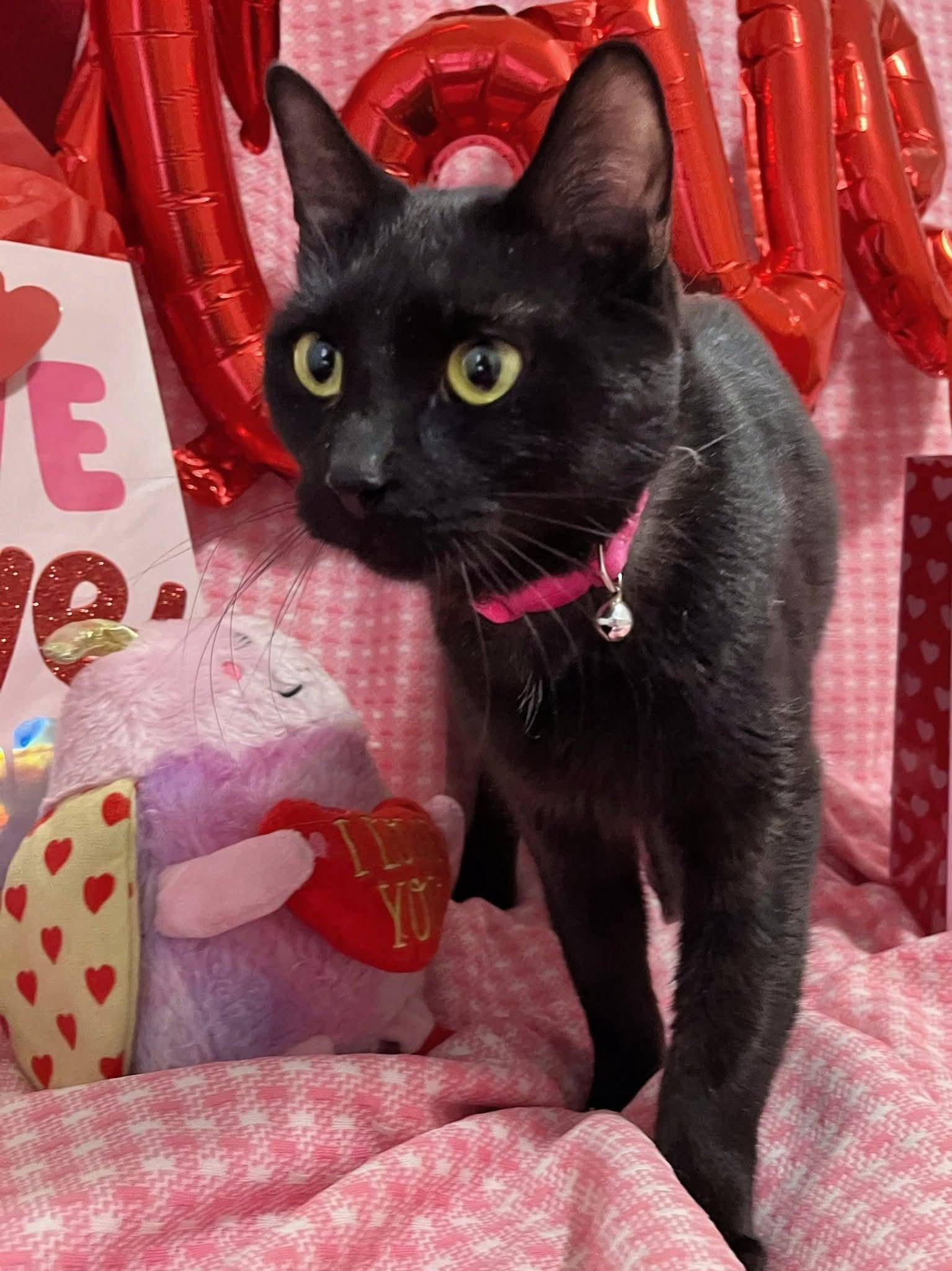 Enlarge Nyx, a ADOPTABLE Domestic Short Hair in Sawyer, ND image 5/5