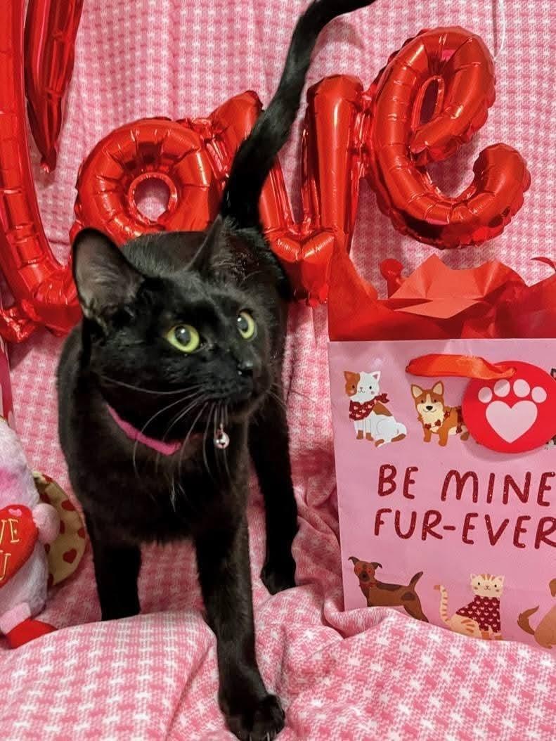 Nyx, ADOPTABLE, Young Female Domestic Short Hair.