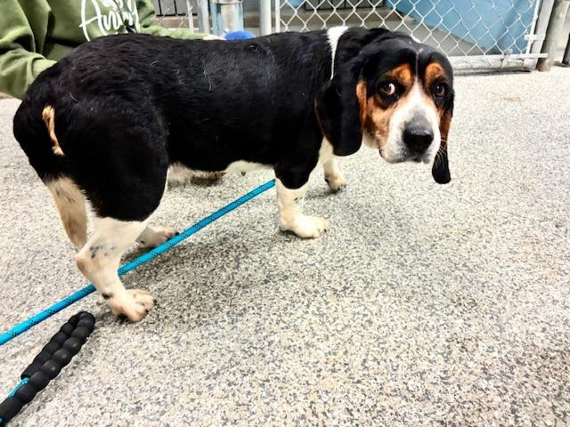 Wilma, Adoptable, Adult Female Basset Hound.