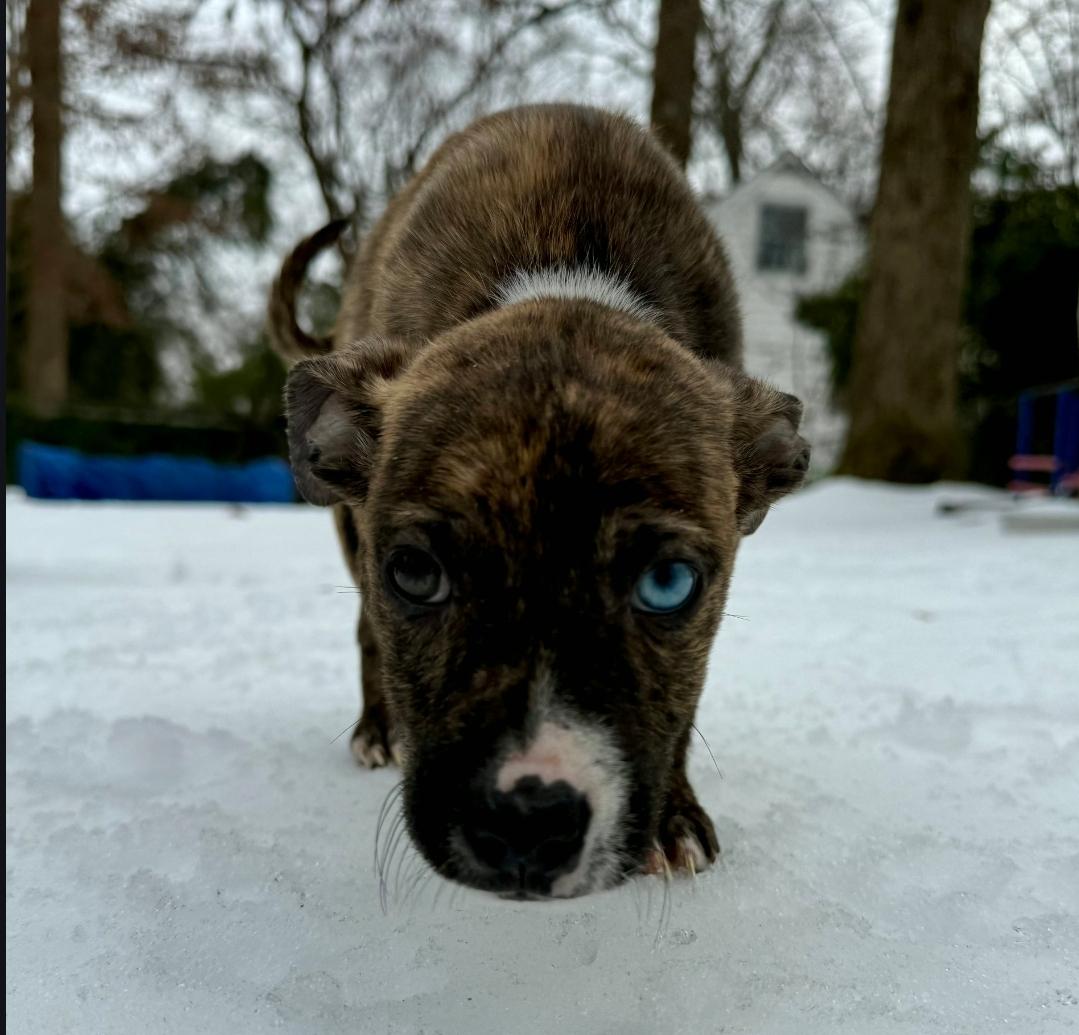 Nike, ADOPTABLE, Puppy Male American Staffordshire Terrier & Pit Bull Terrier.