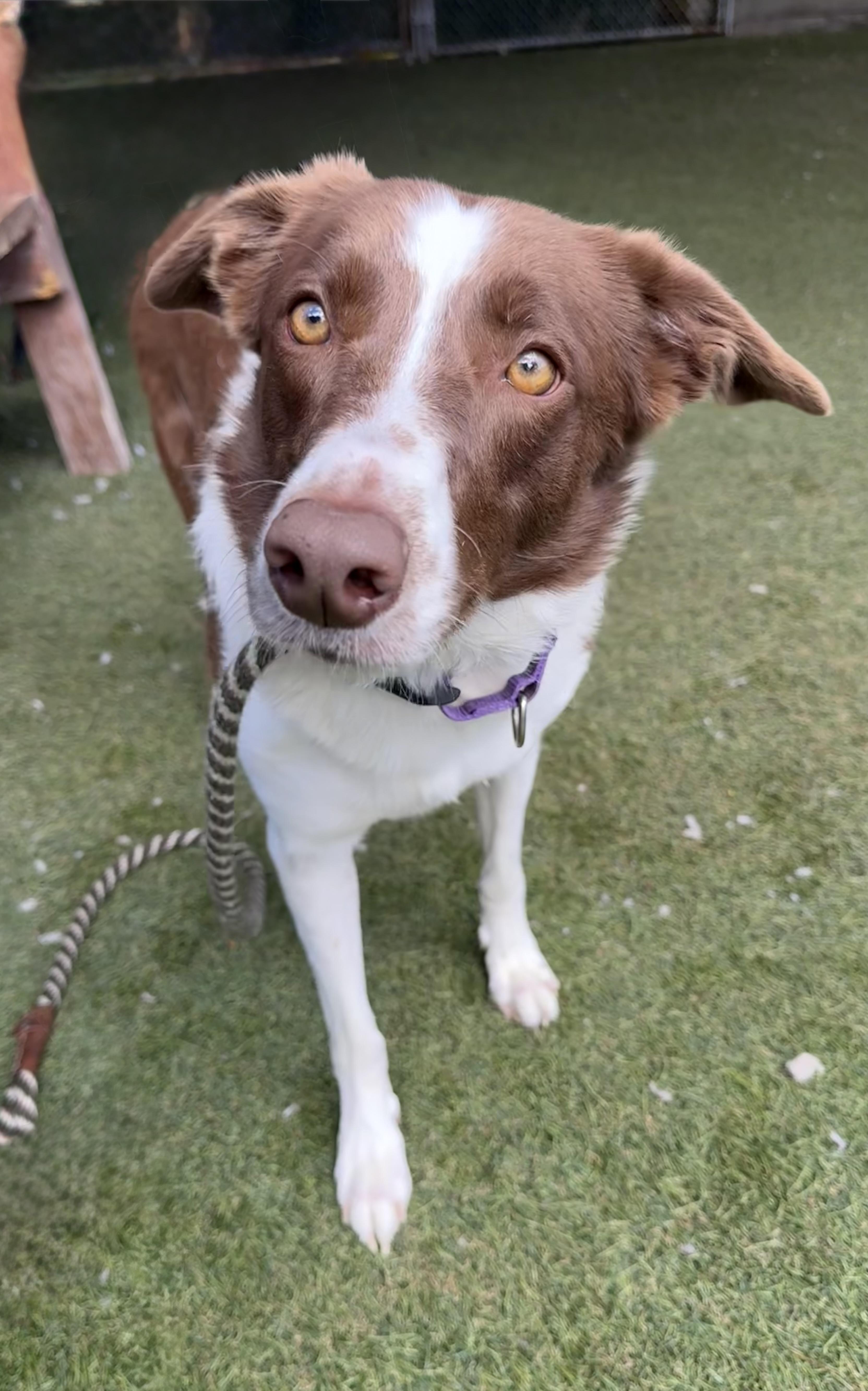 Callie, ADOPTABLE, Adult Female Border Collie.