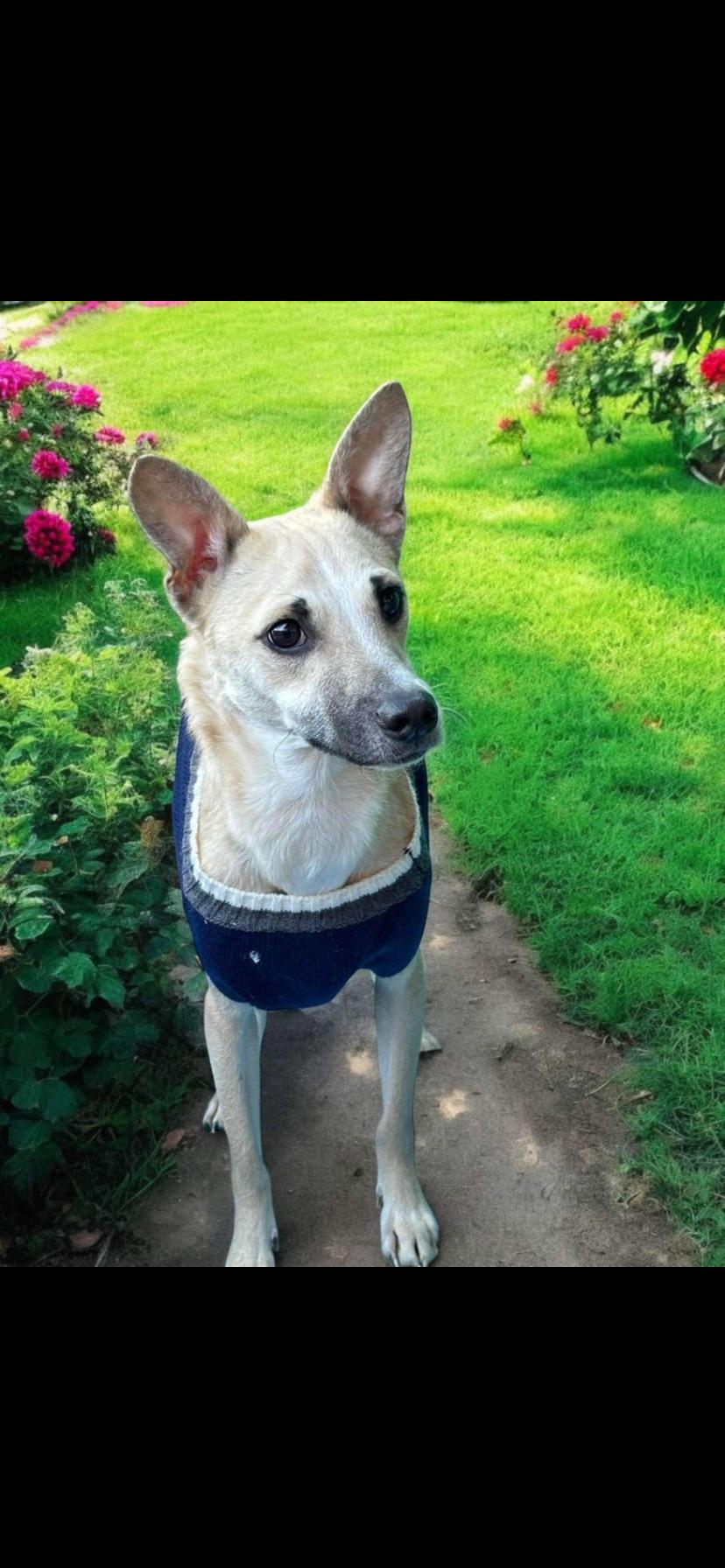 Rocky, a Adoptable mixed breed in Oceanside, CA image 1/2