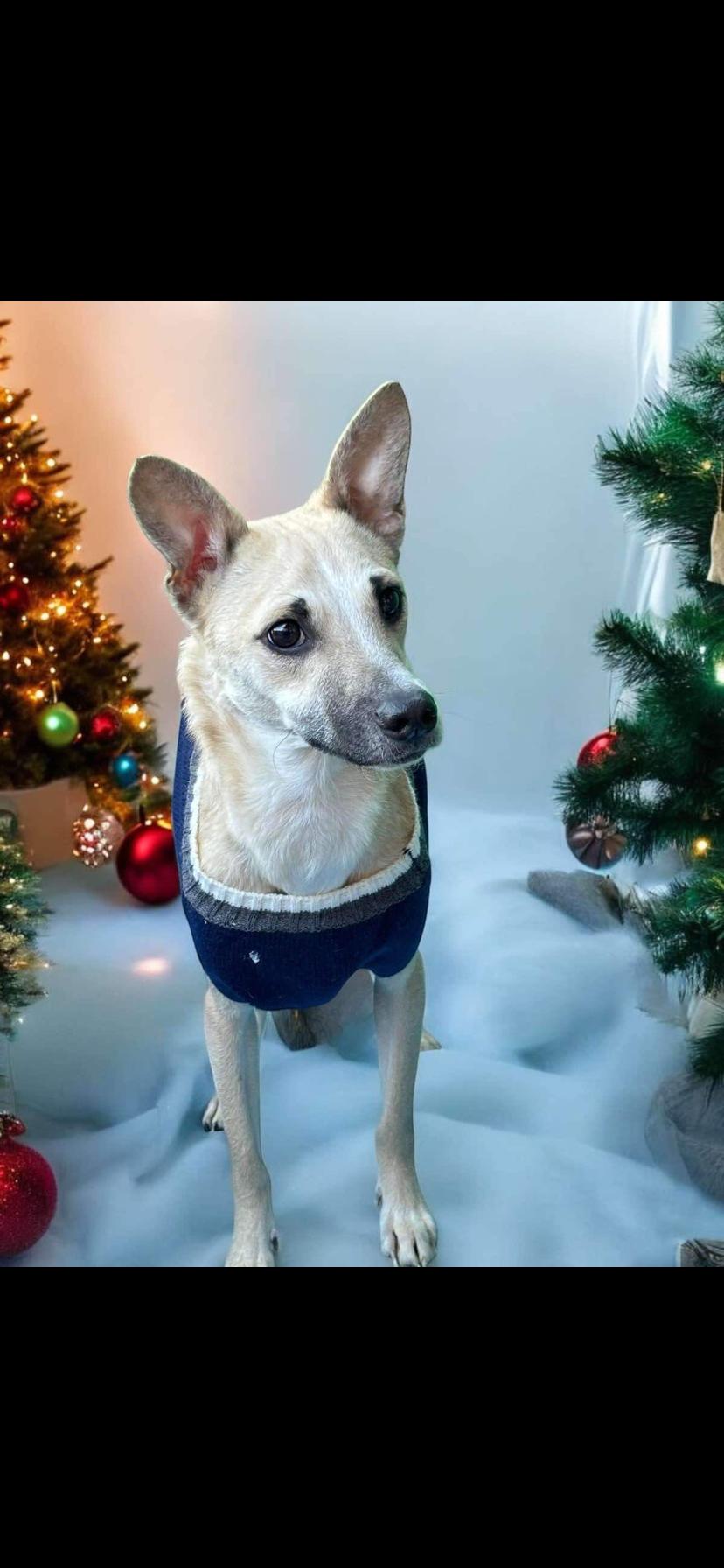 Rocky, a Adoptable mixed breed in Oceanside, CA image 2/2