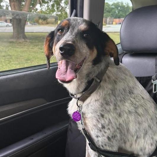 Bo, Adoptable, Adult Male Coonhound.