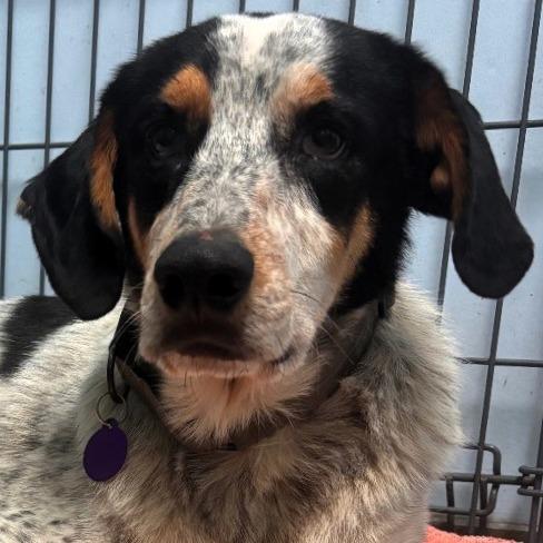 Enlarge Bo, a Adoptable Coonhound in Shawnee, KS image 3/5