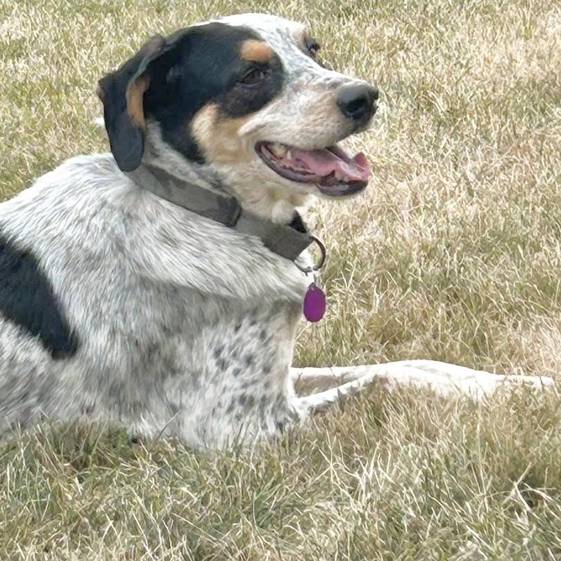 Enlarge Bo, a Adoptable Coonhound in Shawnee, KS image 5/5