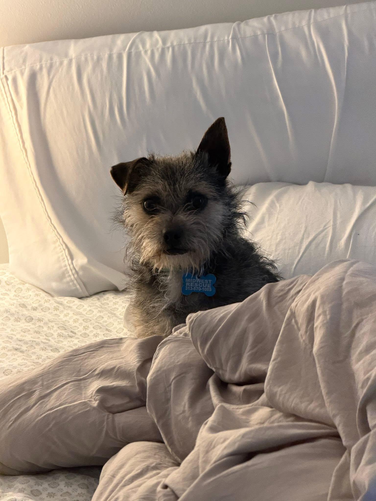 Enlarge Papi, an adoptable mixed breed in Grosse Pointe Park, MI image 5/5