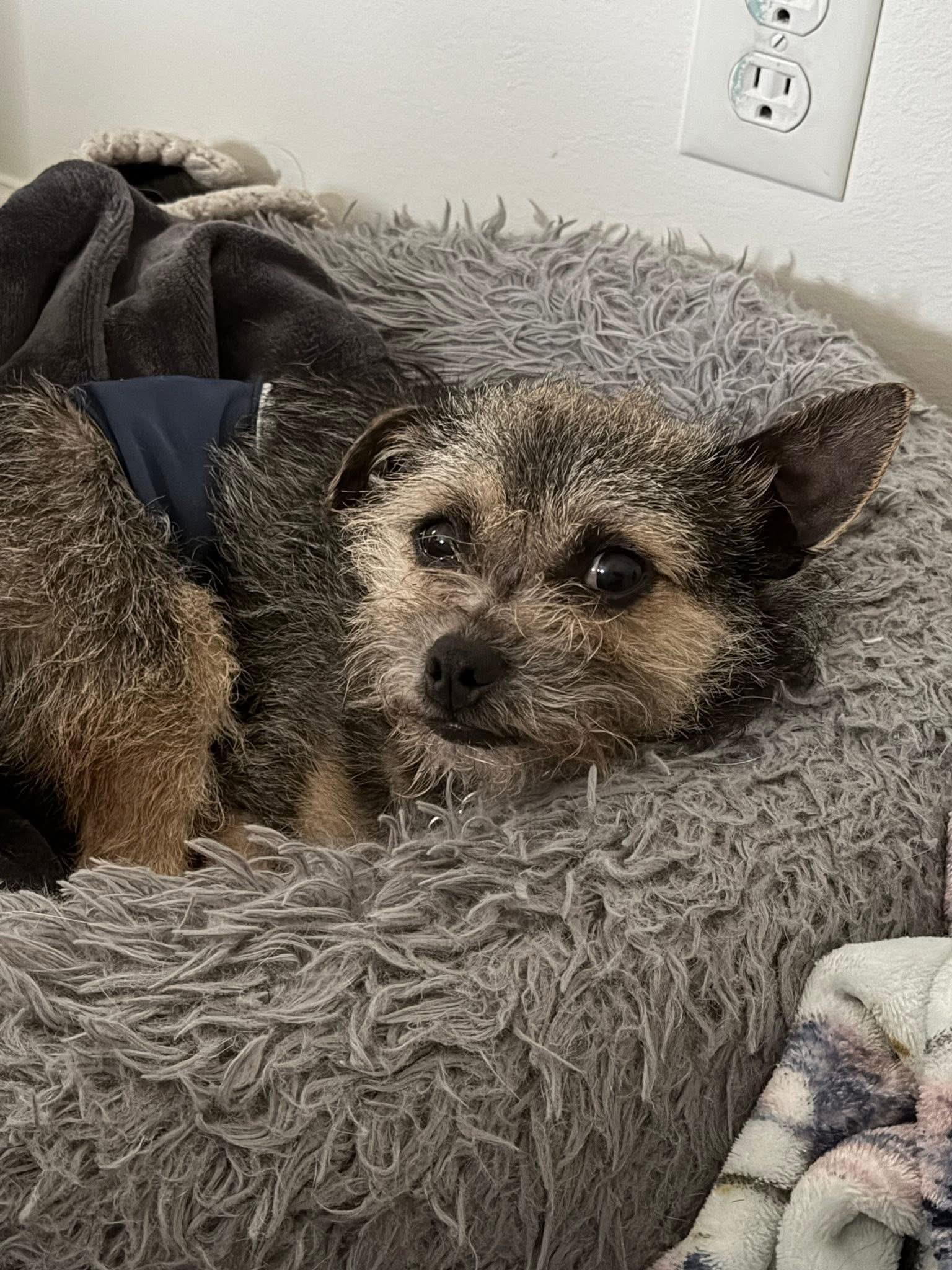 Enlarge Papi, an adoptable mixed breed in Grosse Pointe Park, MI image 4/5