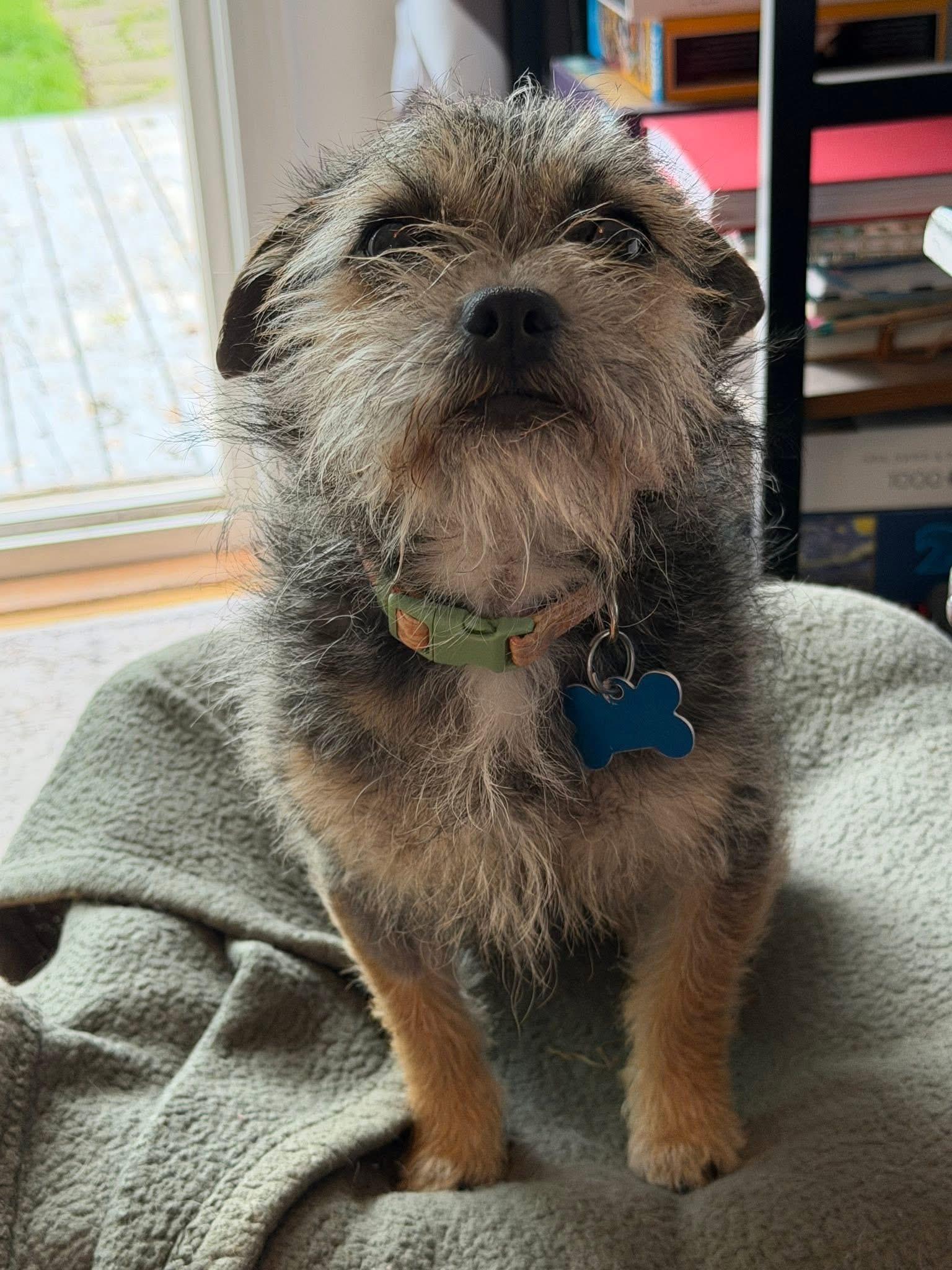 Papi, adoptable, Young Male Norwich Terrier.