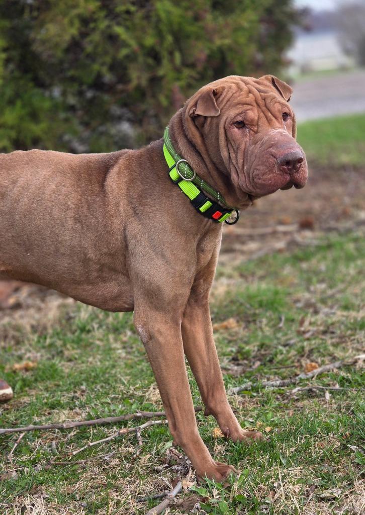Bear, Adoptable, Adult Male Shar-Pei.