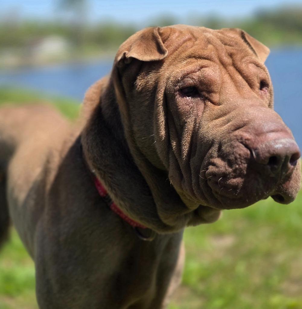 Enlarge Bear, a Adoptable Shar-Pei in Huntington, IN image 1/1