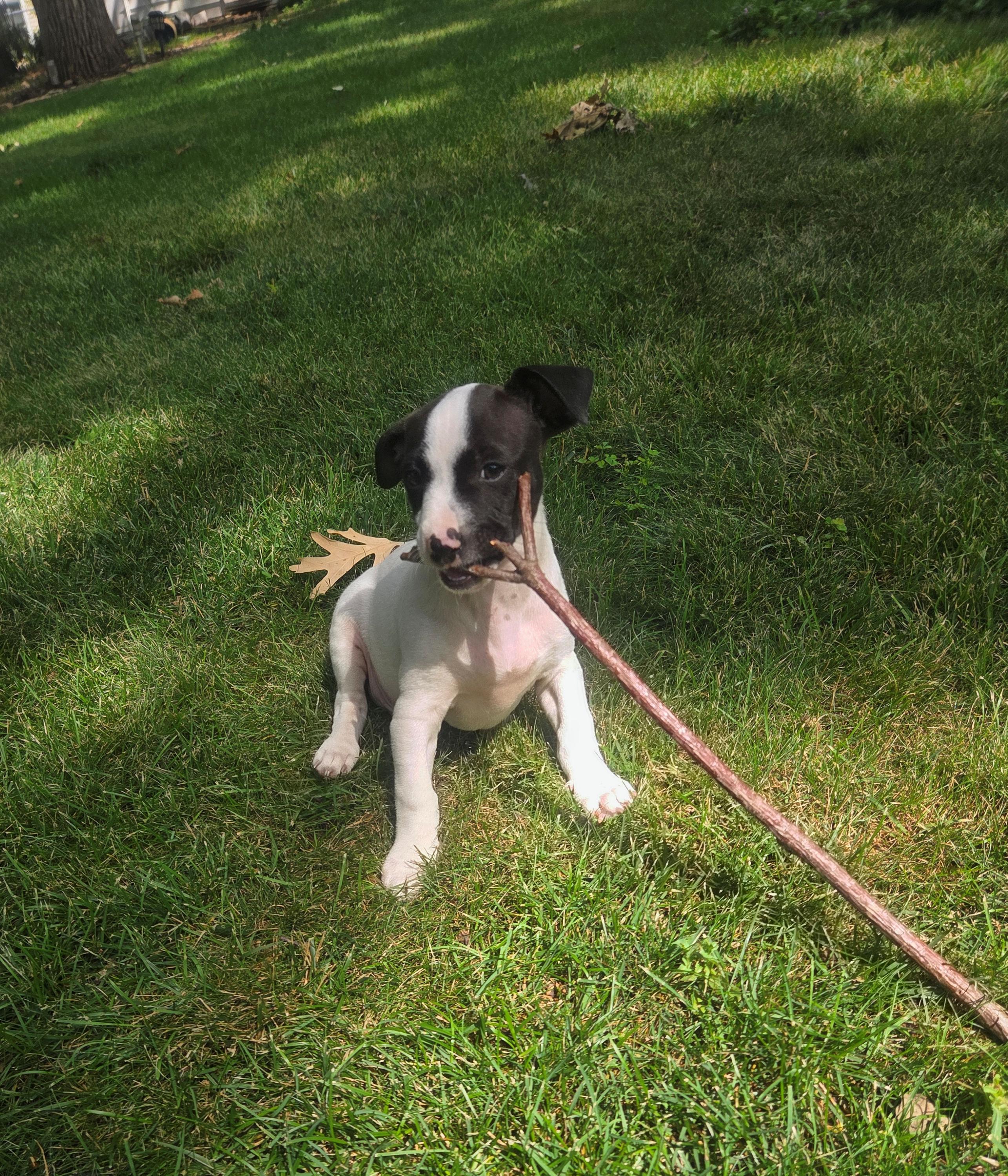 Pepper, a Adoptable mixed breed in Lake Geneva, WI image 5/5
