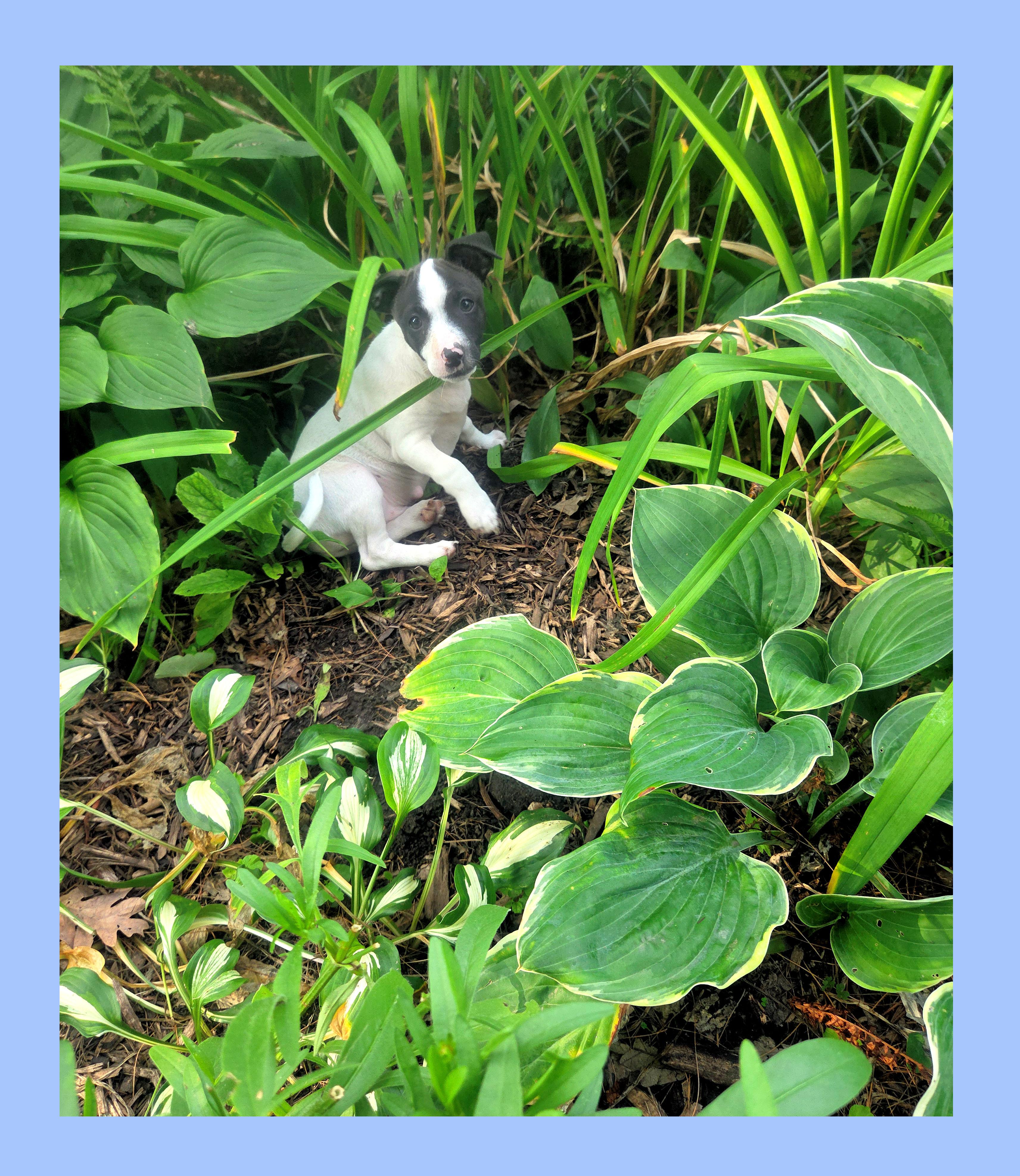 Pepper, a Adoptable mixed breed in Lake Geneva, WI image 4/5