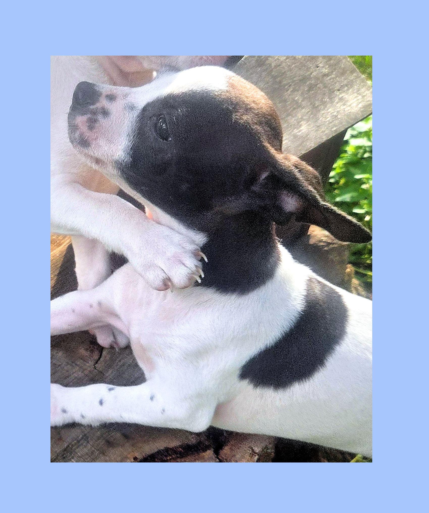 Pepper, a Adoptable mixed breed in Lake Geneva, WI image 3/5