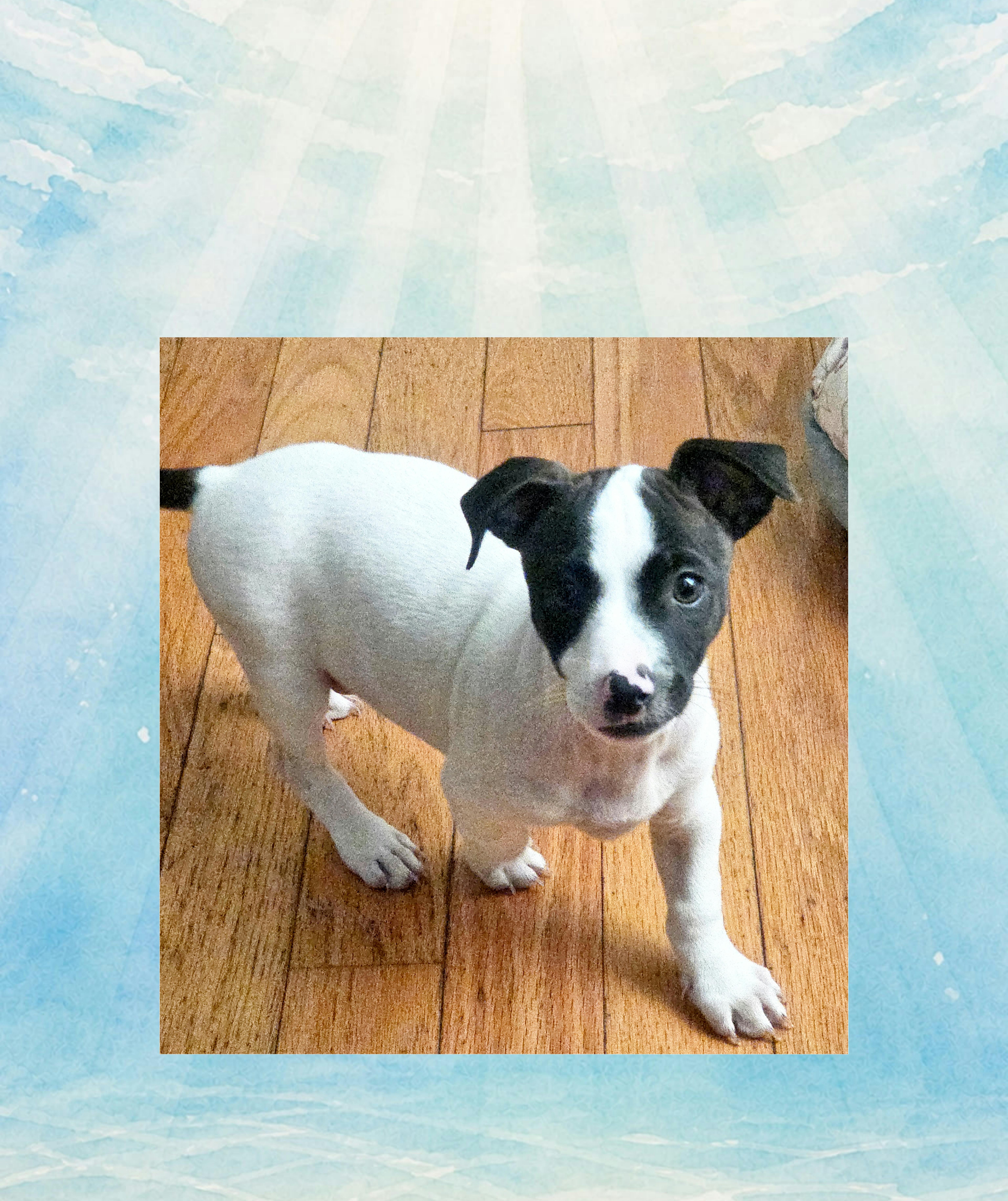 Pepper, a Adoptable mixed breed in Lake Geneva, WI image 2/5