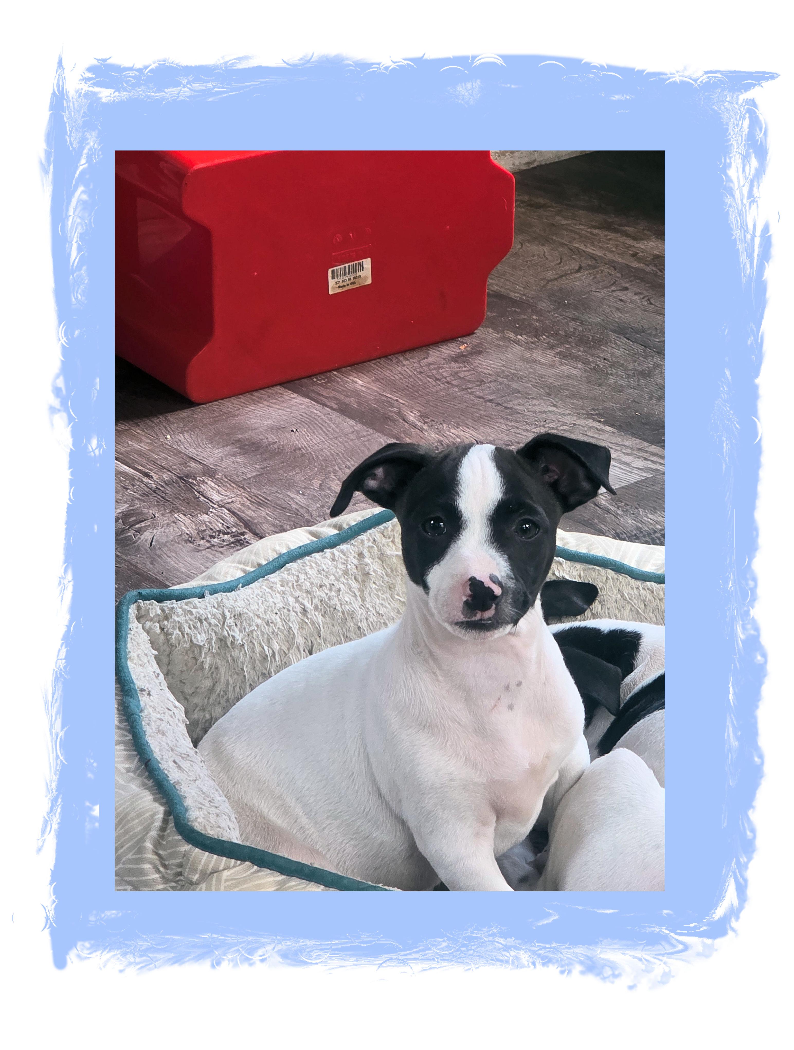 Pepper, a Adoptable mixed breed in Lake Geneva, WI image 1/5