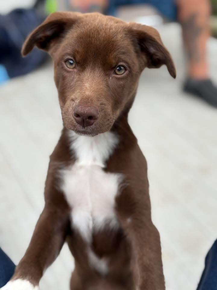 Dustin, a Adoptable mixed breed in Bristol, WI image 2/5